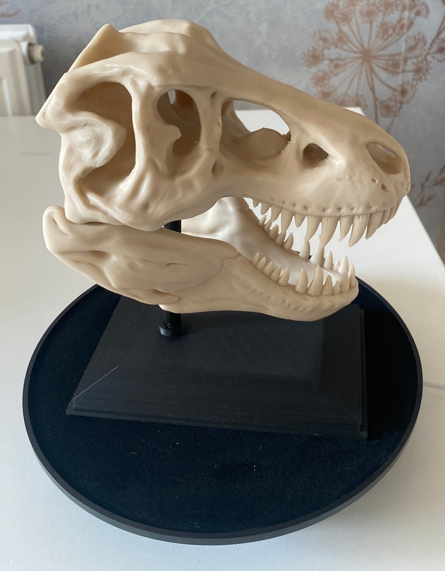 Trex Skull with Stand